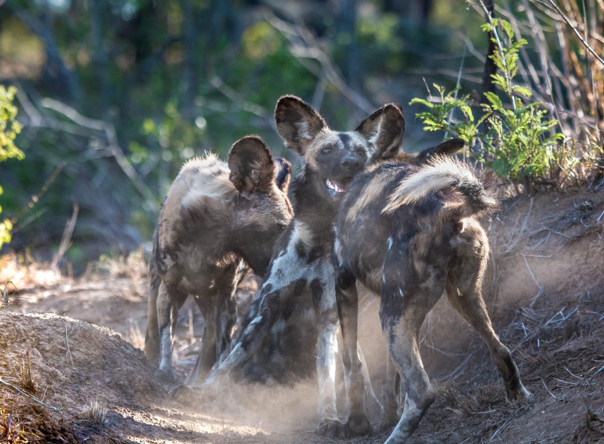 african wild dog facts