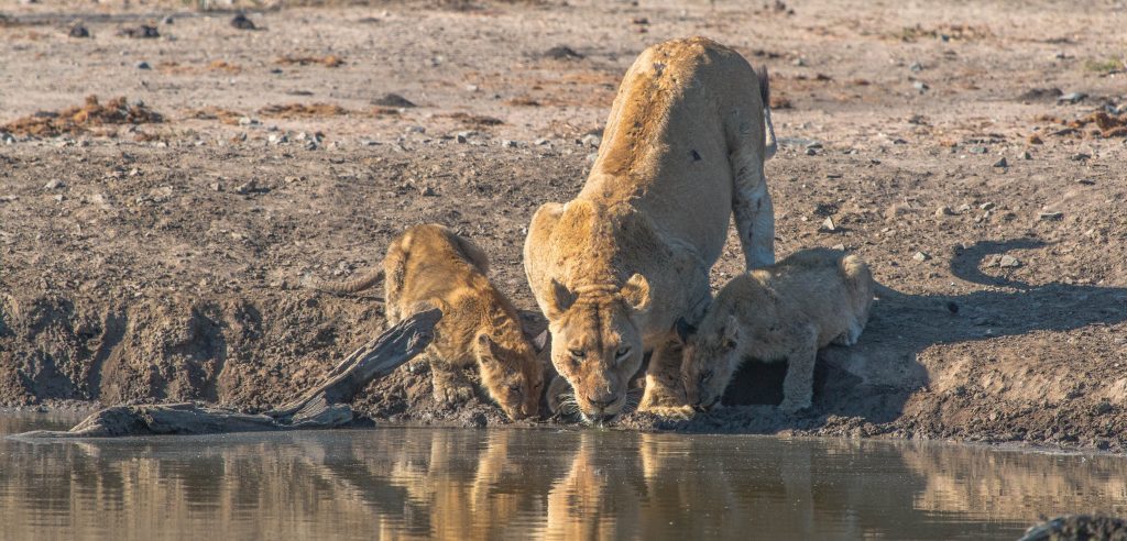 social grouping of lions pride
