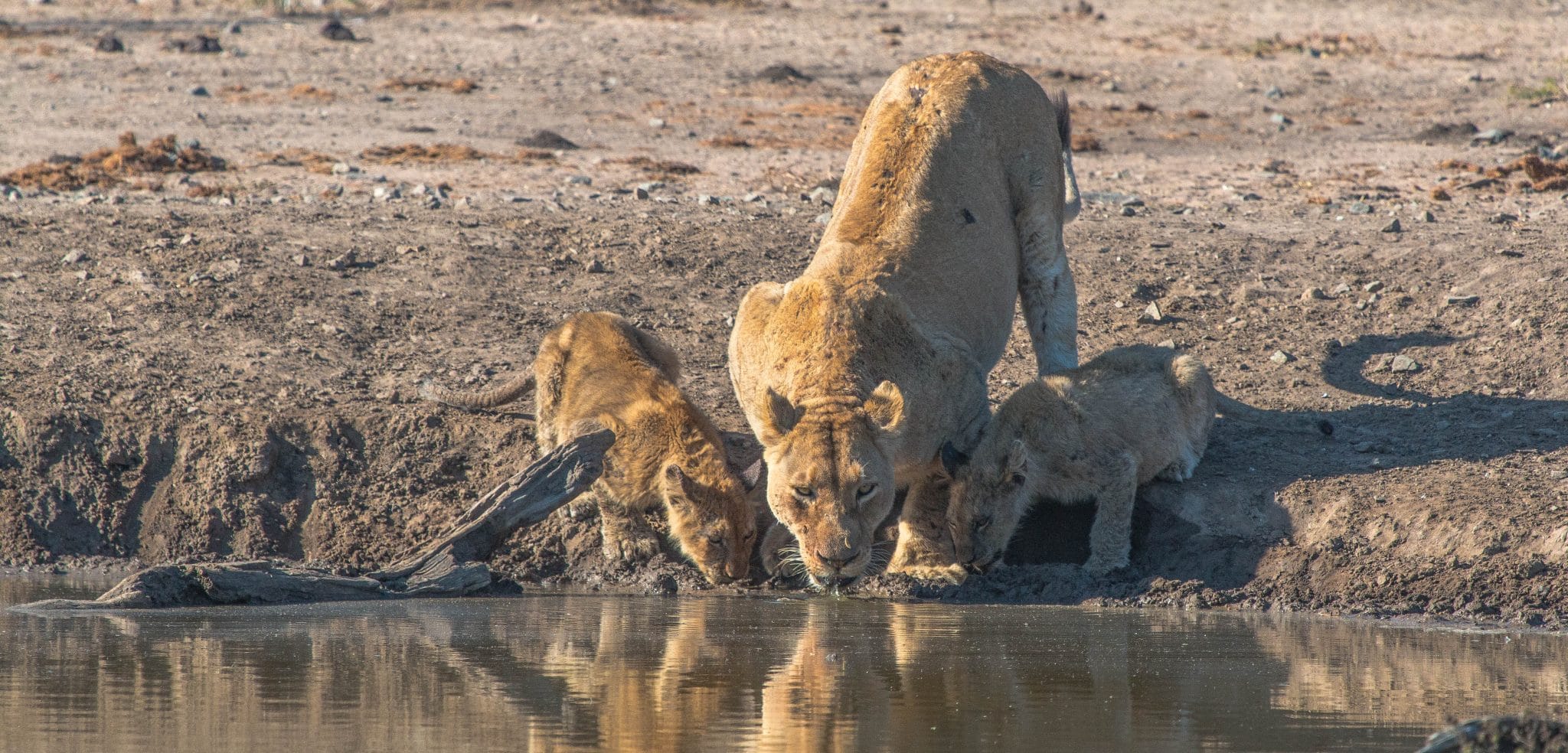 Lion 3 social grouping of lions pride