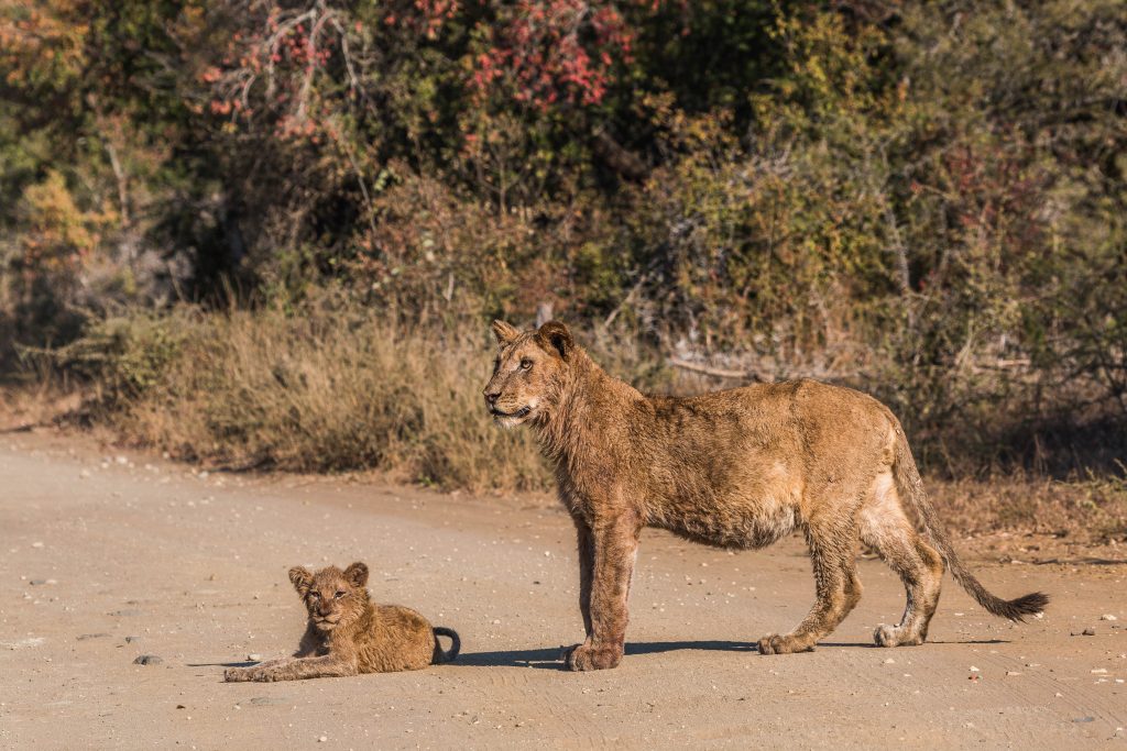 4 Night Zululand Safari 11 african lion