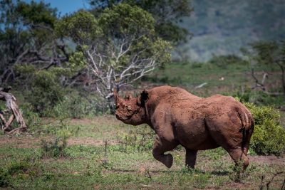 Rhinoceros (Black & White Rhino) information