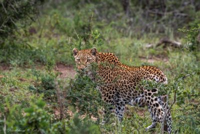 african big 5 animals