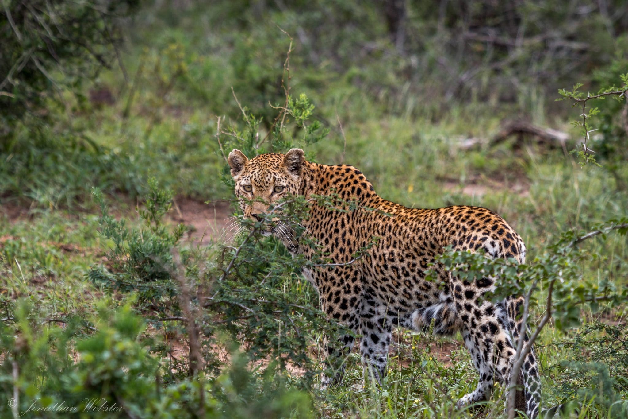 safari tour packages