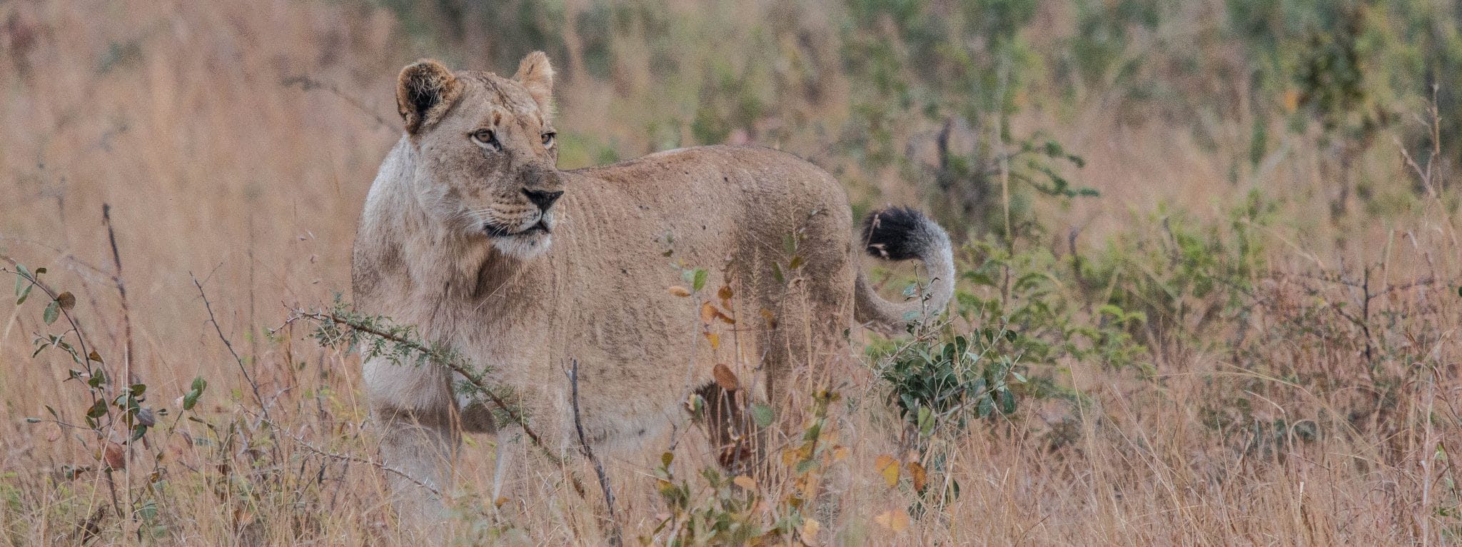 african big 5 lion facts