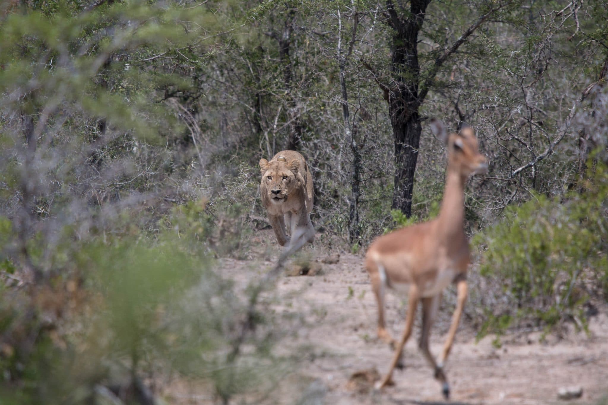 kwazulu natal game parks