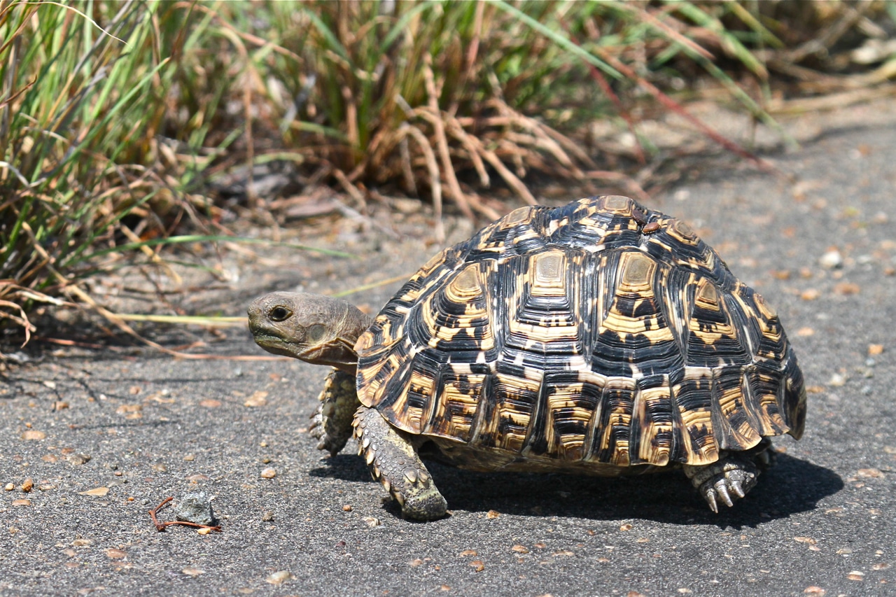 leopard tortoise