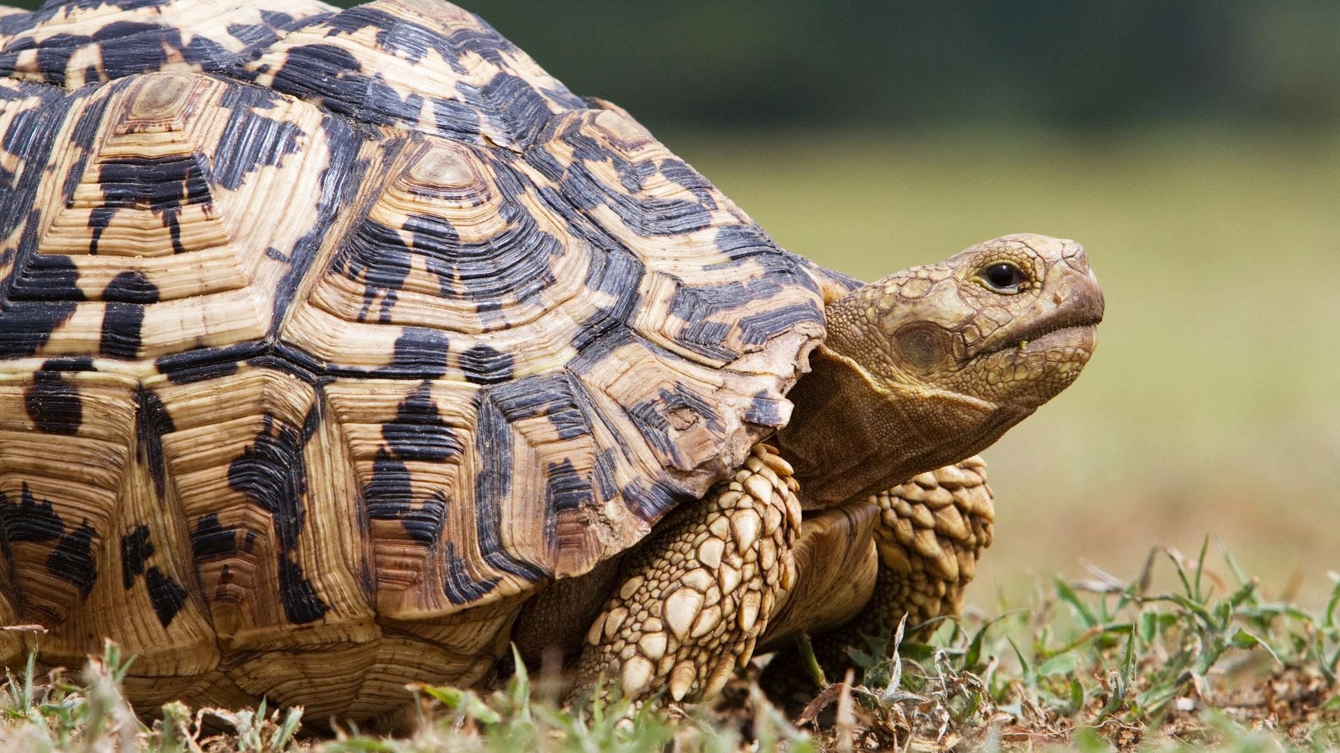 leopard tortoise