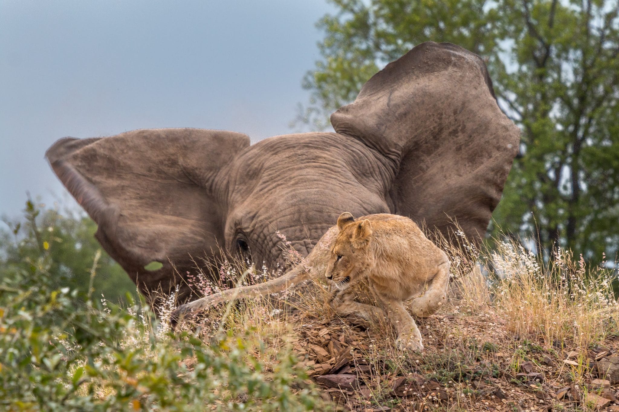 african big five