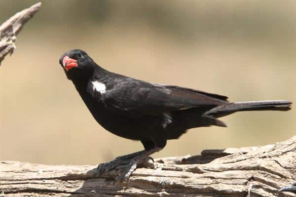 Red Billed Buffalo Weaver 1