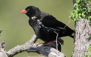 Hluhluwe Tips for Identifying Birds