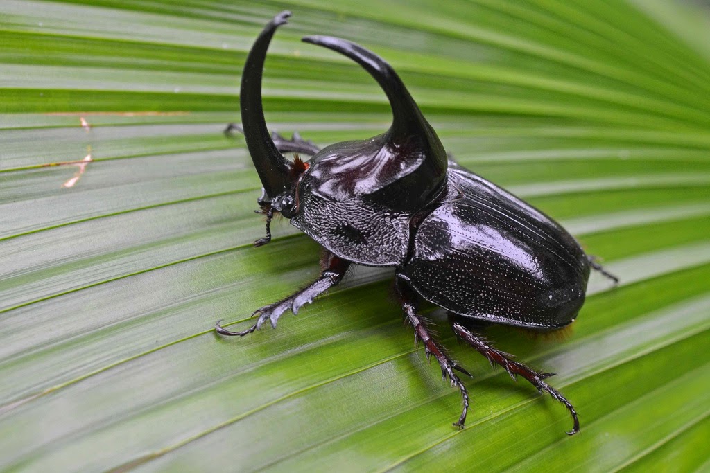 african small five