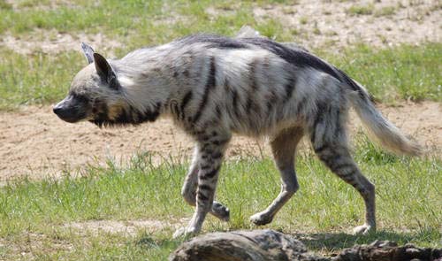 hyena striped