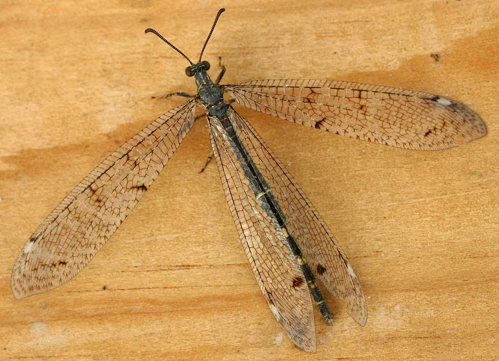 antlion lacewings