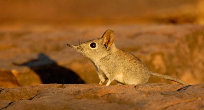 african small five elephant shrew