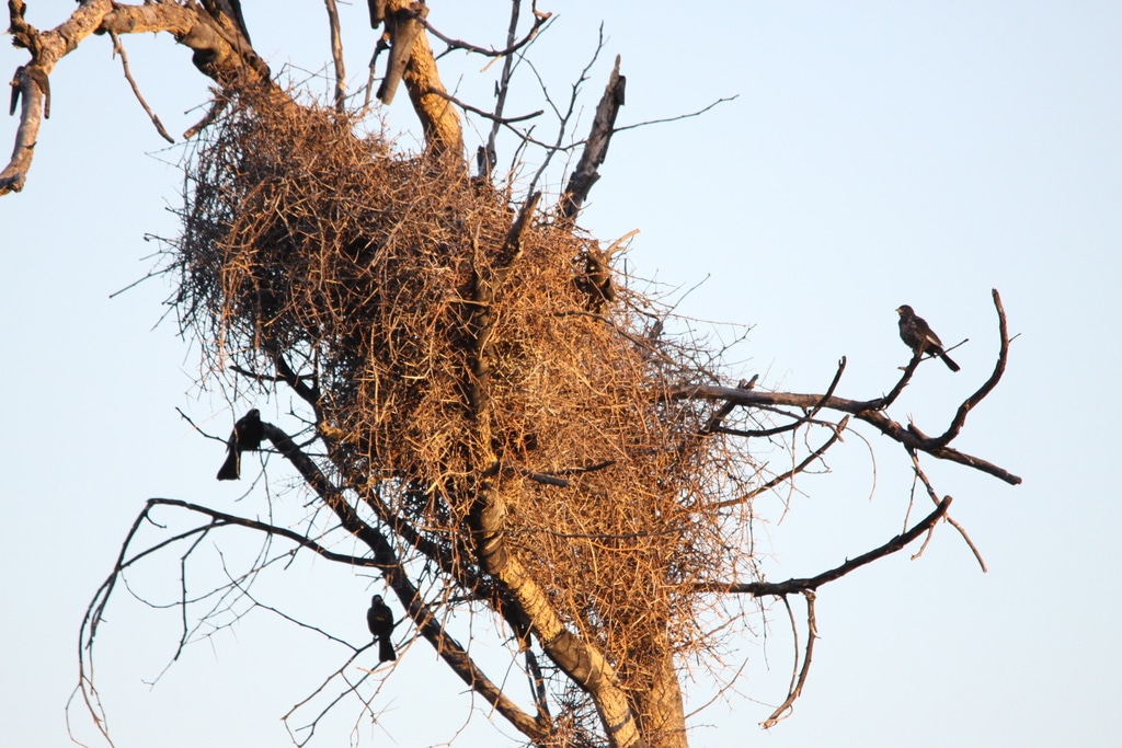 nest red billed buffalo weaver