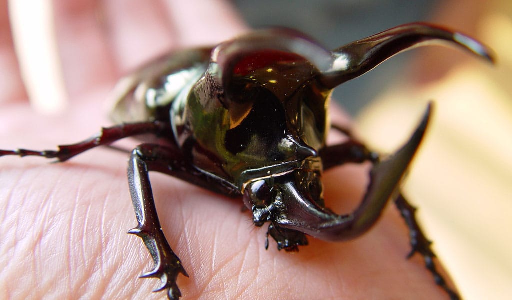 threatened rhino beetle 
