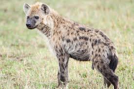 hyena spotted