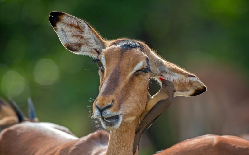 impalla being cleaned by oxpecker
