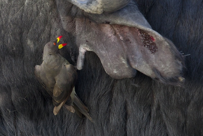 buffalo and oxpecker