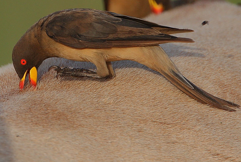 oxpecker cleaning antelope