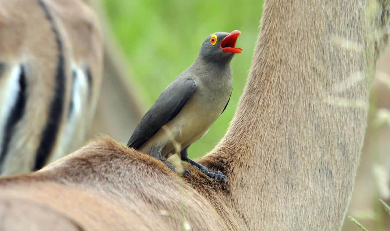 oxpecker with tick