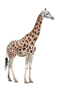 Giraffe Facts 8 lower classifiation rothschild giraffe