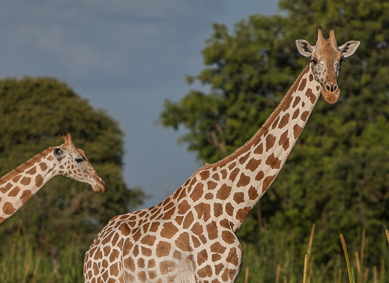 Giraffe Facts 6 lower classification west african giraffe