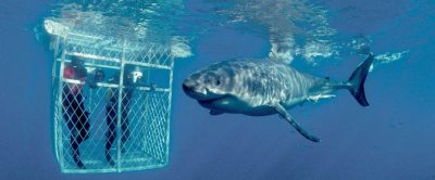 cape town day tours options shark cage diving