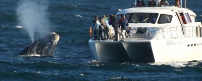 cape town day tours whale watching hermanus
