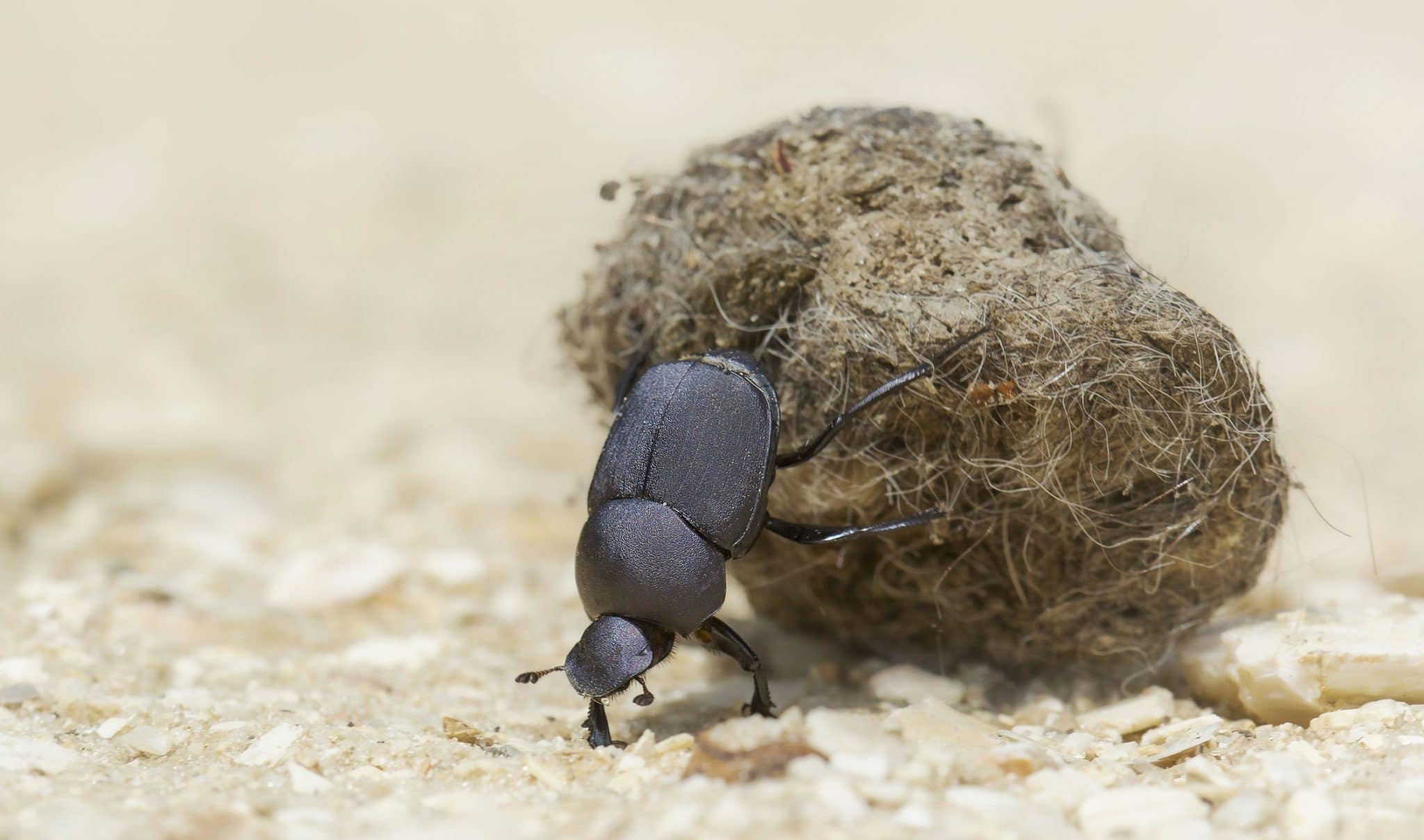 facts dung beetles