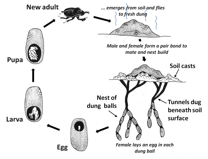 life cycle dung beetles