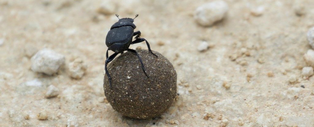Dung Beetle Facts 3 dung ball