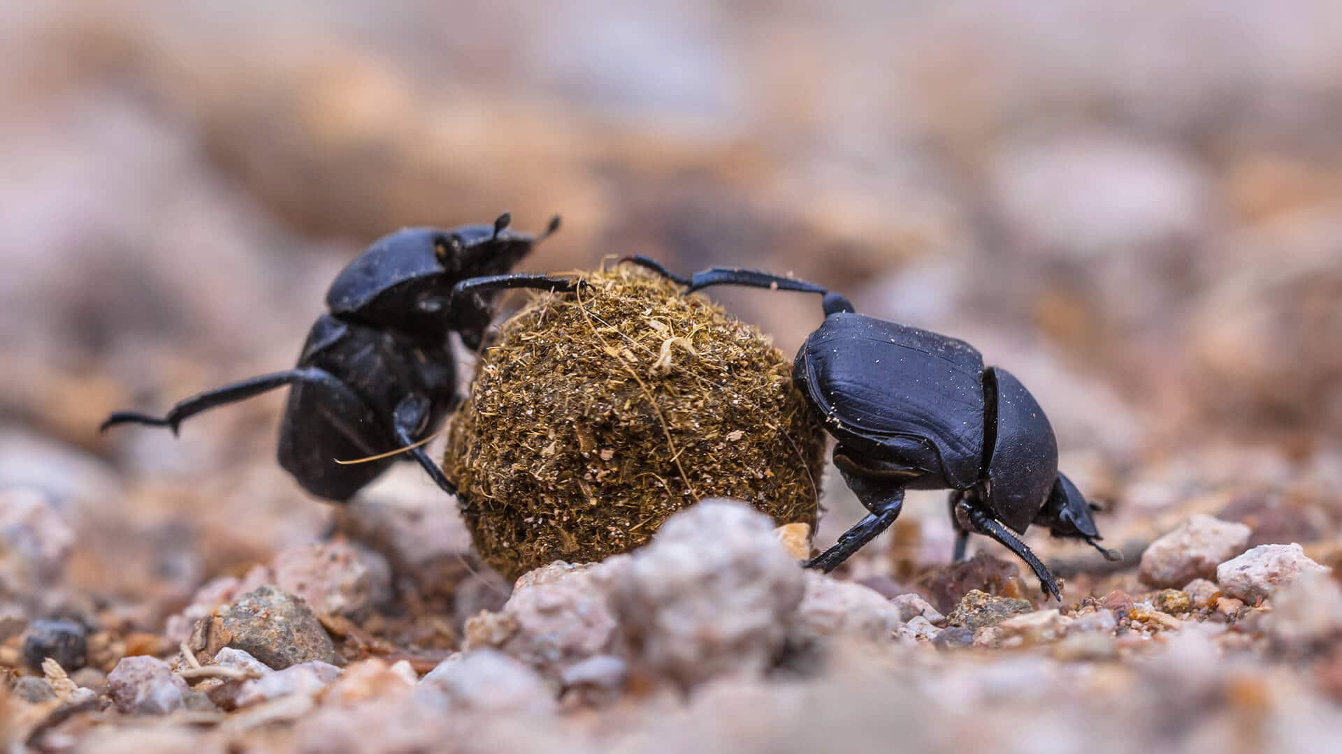 Dung Beetle Facts 1 beetle dung facts