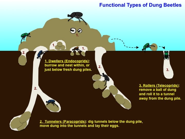 categories of dung beetles