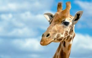 full day safari options cape town