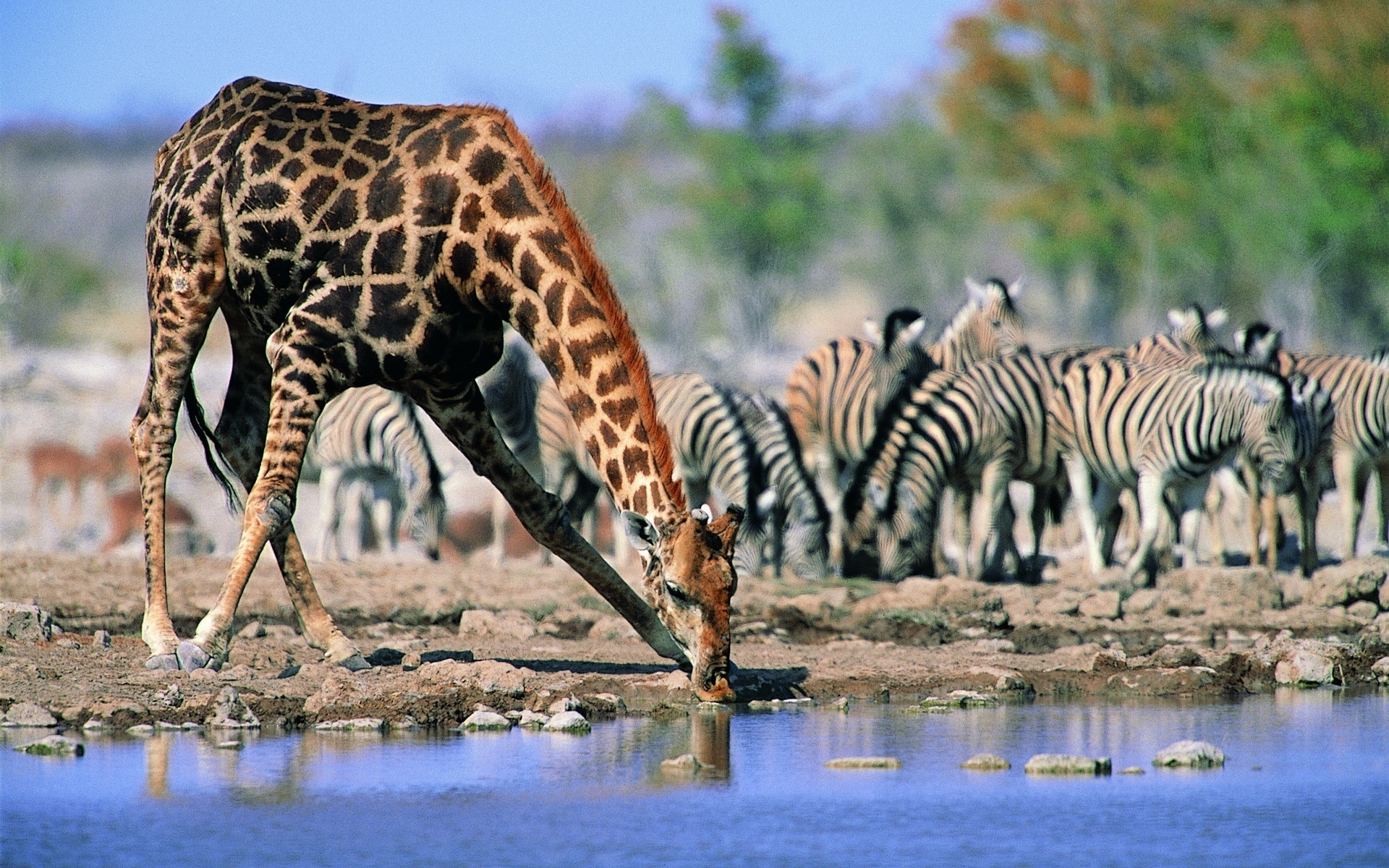 giraffe drinking water long neck