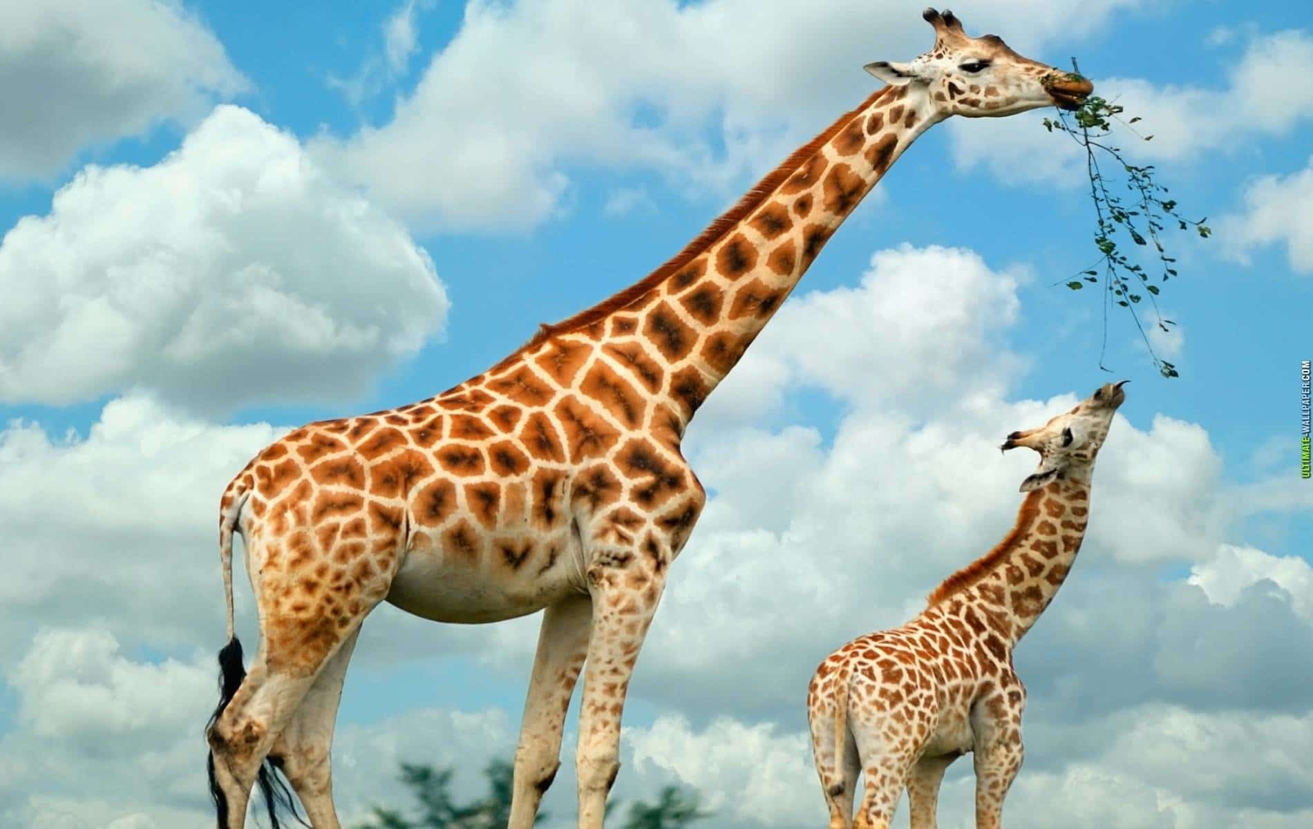 giraffe eating