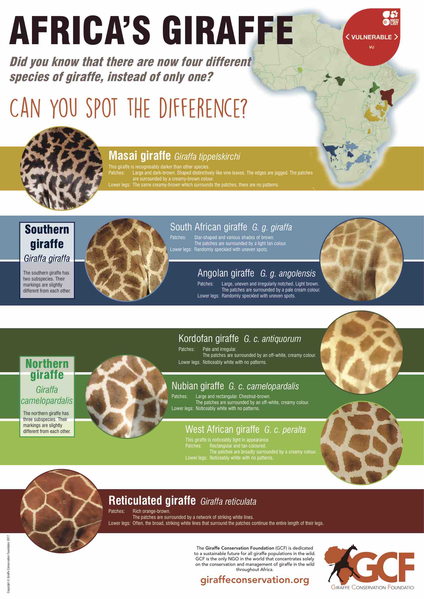giraffe facts infographic