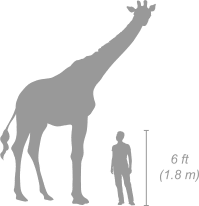 giraffe size in comparison to human