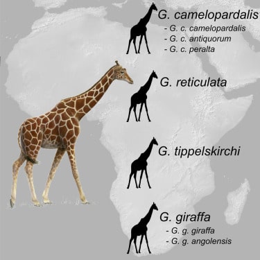 giraffe species africa