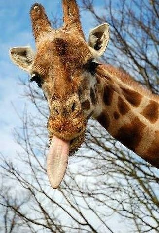 giraffe tongue length