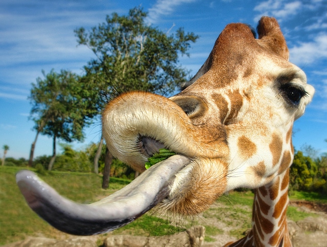 the long tongue of a giraffe