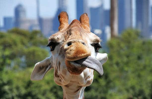 giraffe tongue