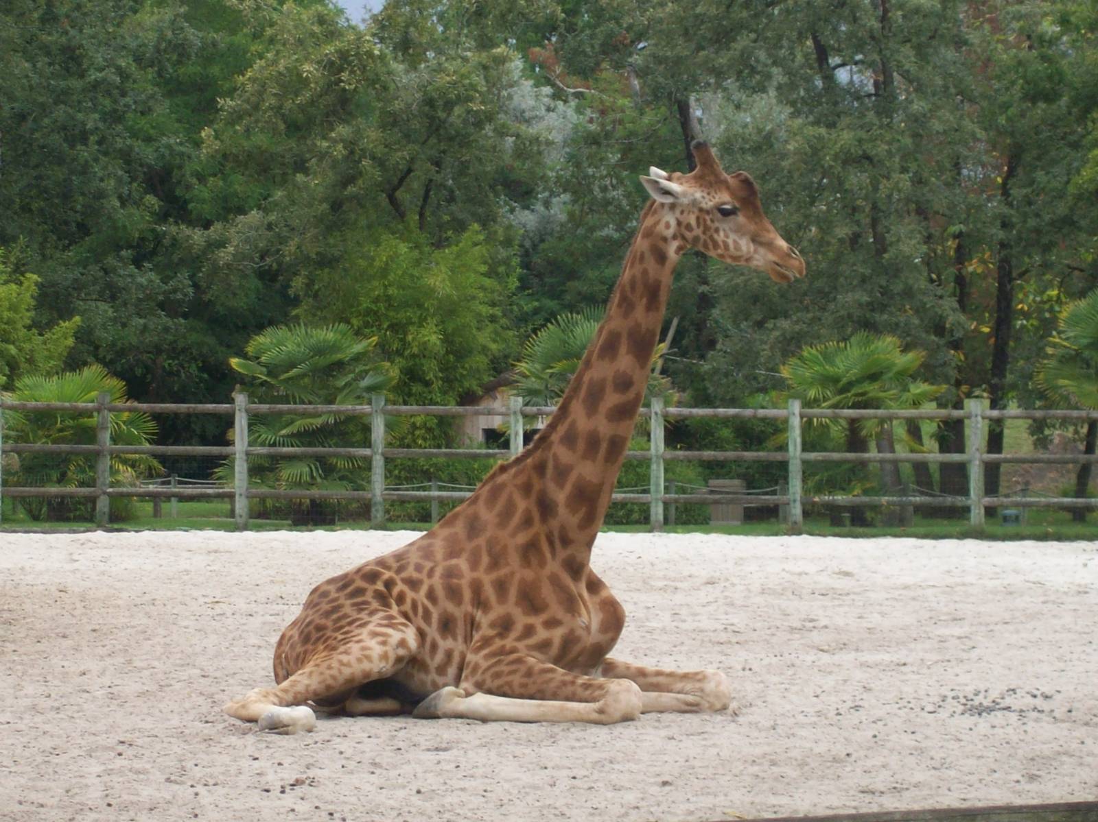 Giraffe Facts 9 lower classification kordofan giraffe