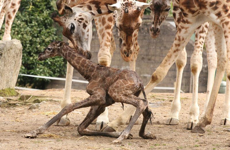 giraffe at birth