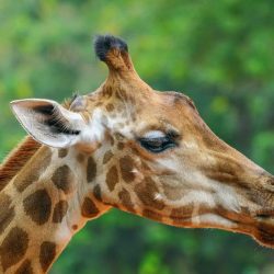 Giraffe Facts 5 lower classifications of giraffe northern giraffe