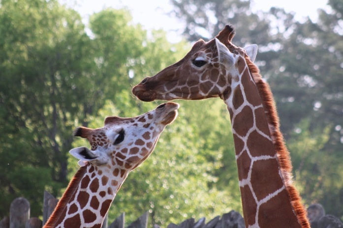Giraffe Facts 7 lower classification reticulated giraffe