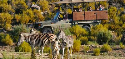 cape town to aquila day safari options