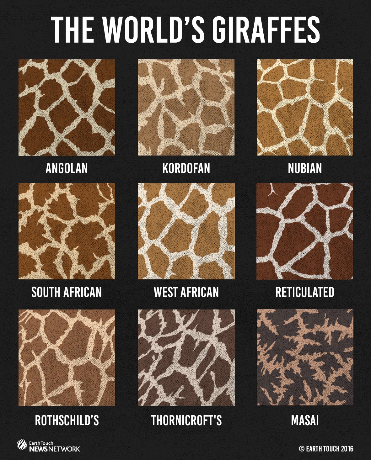 skin patterns of the worlds giraffes