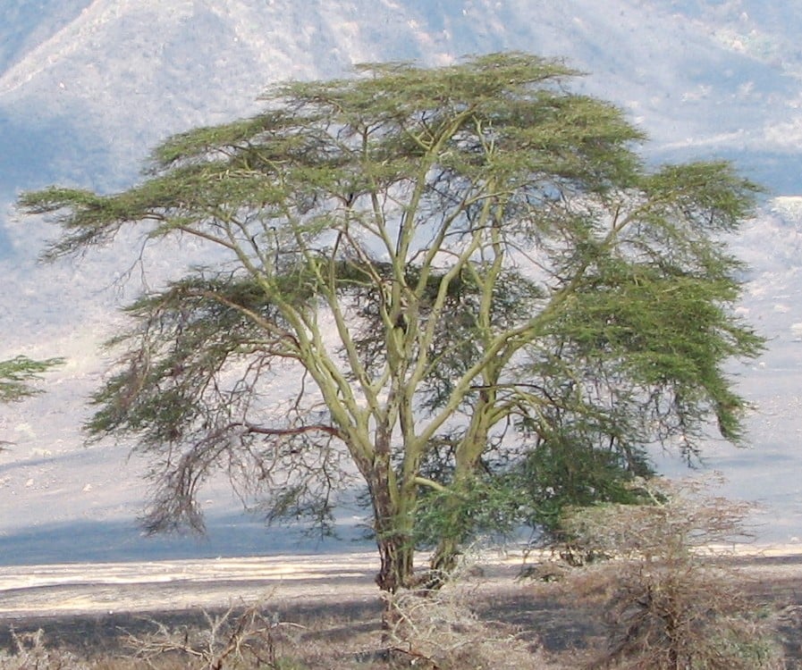 hluhluwe Fever Tree - Vachellia (Acacia) xanthophloea